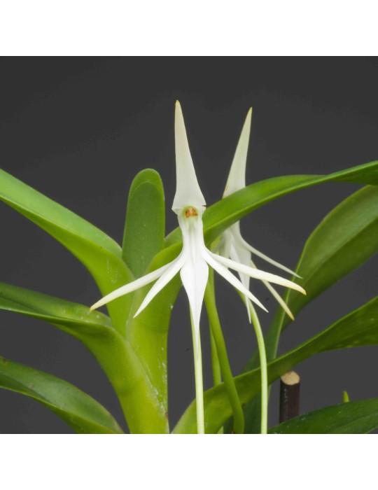 Jumellea arborescens