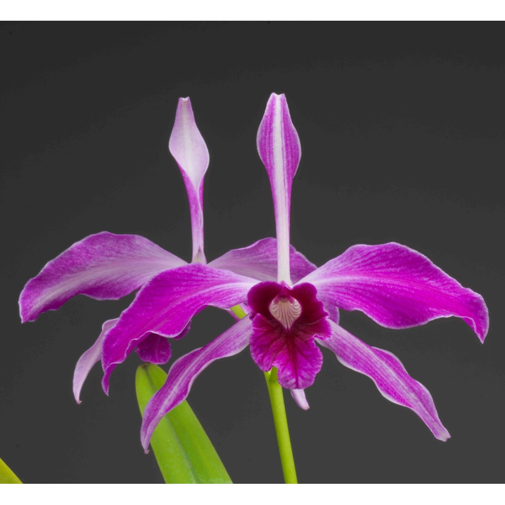 Laelia purpurata var. sanguinea