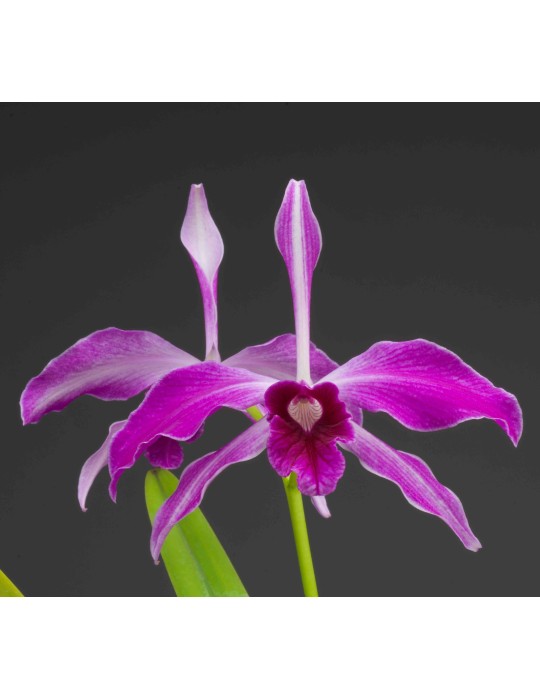 Laelia purpurata var. sanguinea