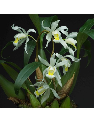 Coelogyne Intermedia