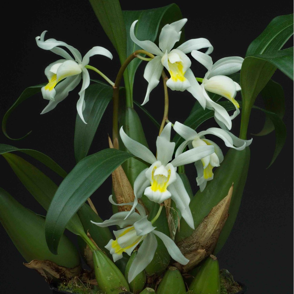 Coelogyne Intermedia Coelogyne Intermedia