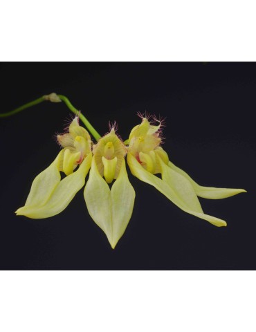 Bulbophyllum annandalei