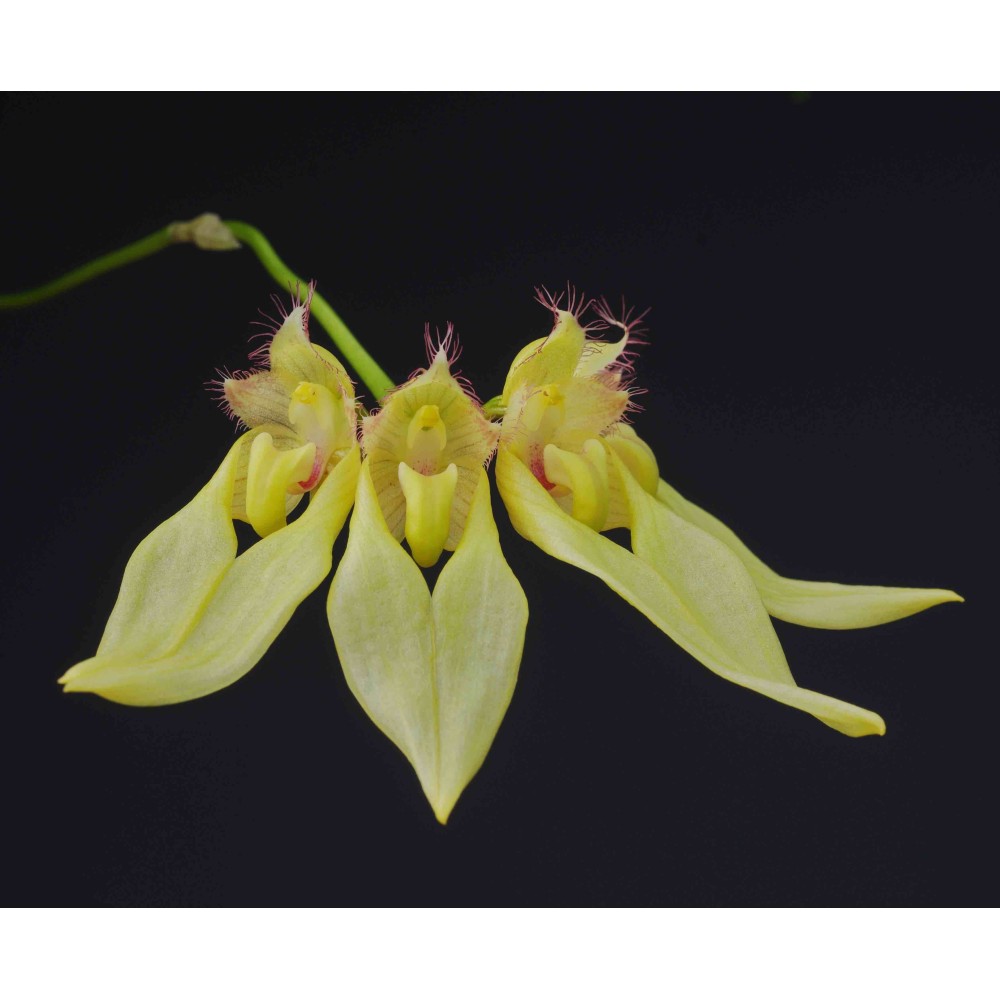 Bulbophyllum annandalei