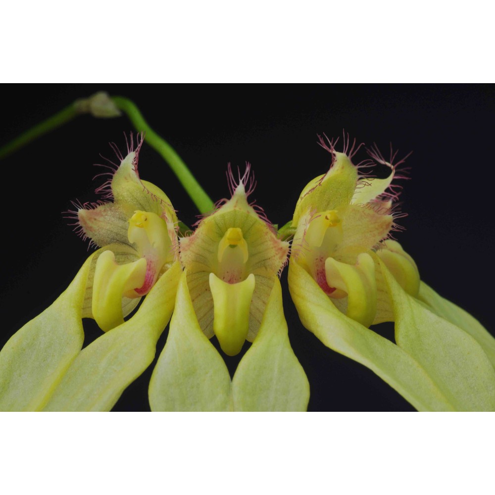 Bulbophyllum annandalei