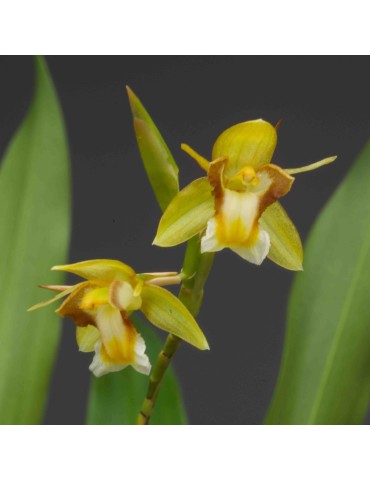 Coelogyne prolifera