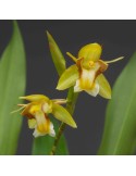 Coelogyne prolifera