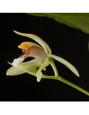 Coelogyne rumphii