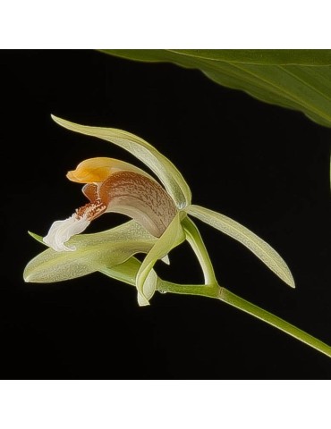 Coelogyne rumphii