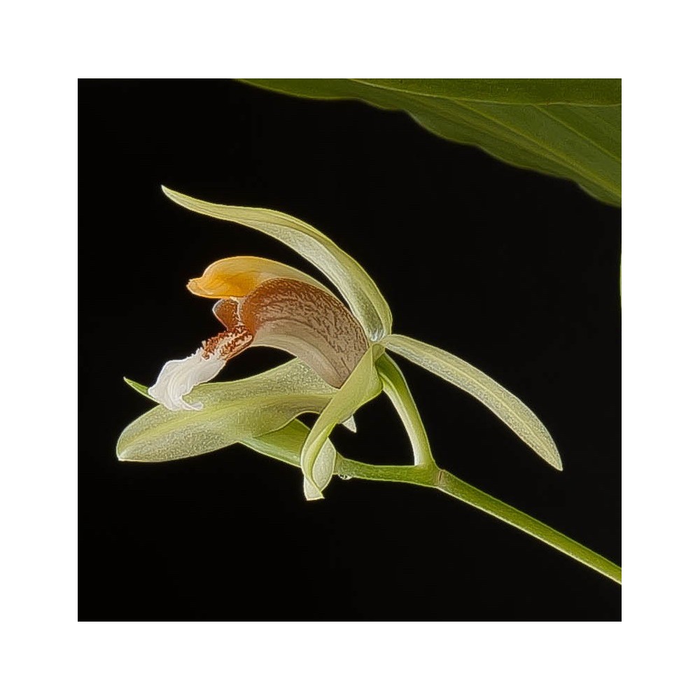 Coelogyne rumphii