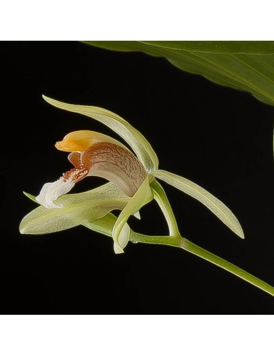 Coelogyne rumphii