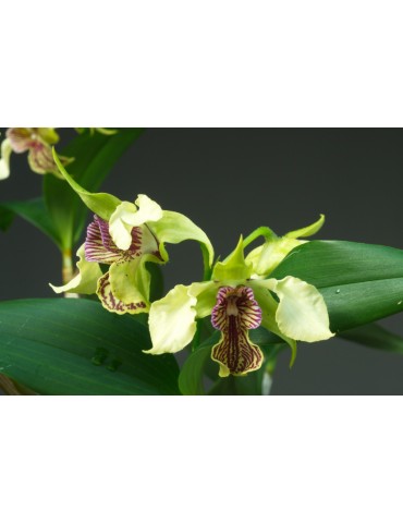 Dendrobium La Maripontaine 2