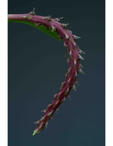 Bulbophyllum saurocephalum 2