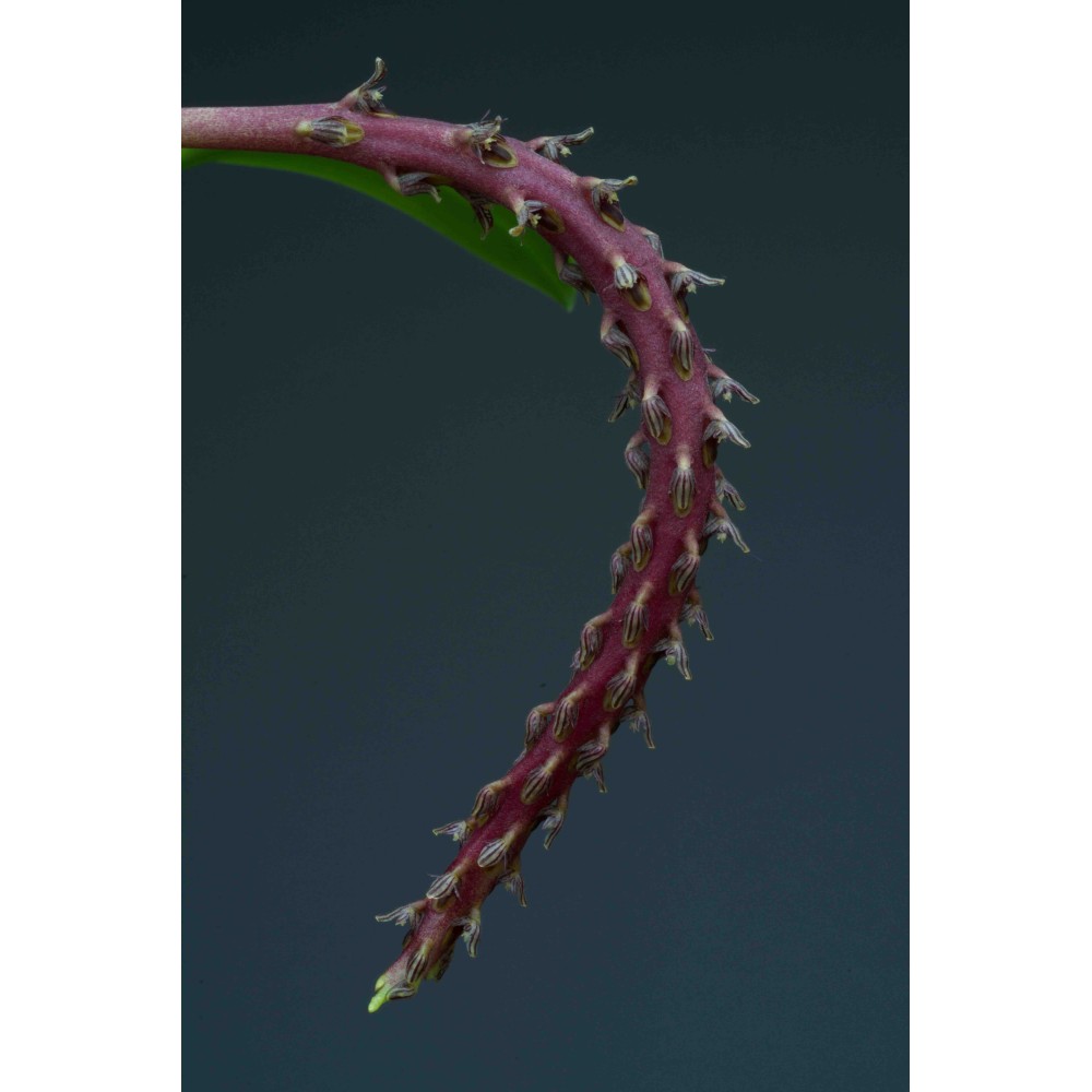 Bulbophyllum saurocephalum