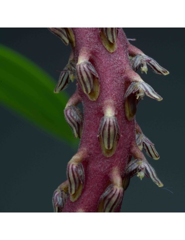 Bulbophyllum saurocephalum