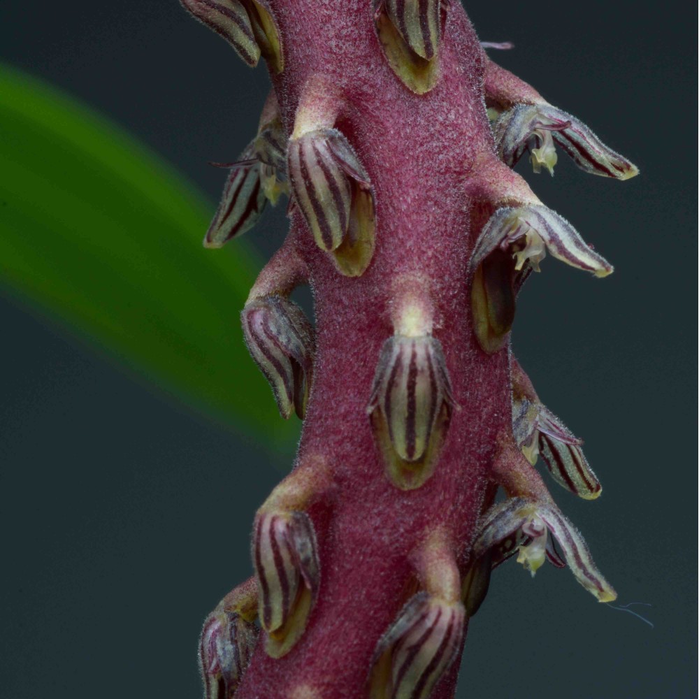 Bulbophyllum saurocephalum