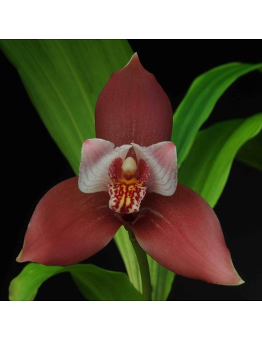 Lycida Béatrice Schmidt 2