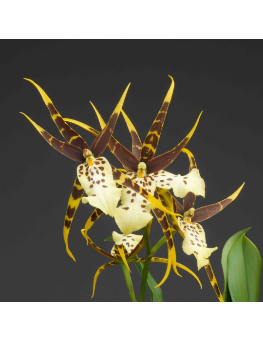 Miltassia Shelob Miltassia Shelob