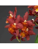 Oncidium Dianne Feinstein 'Red Ruby'