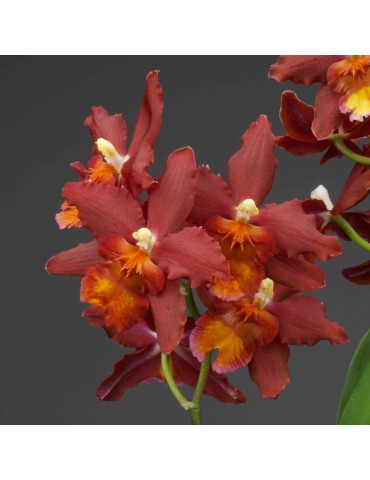 Oncidium Dianne Feinstein 'Red Ruby'