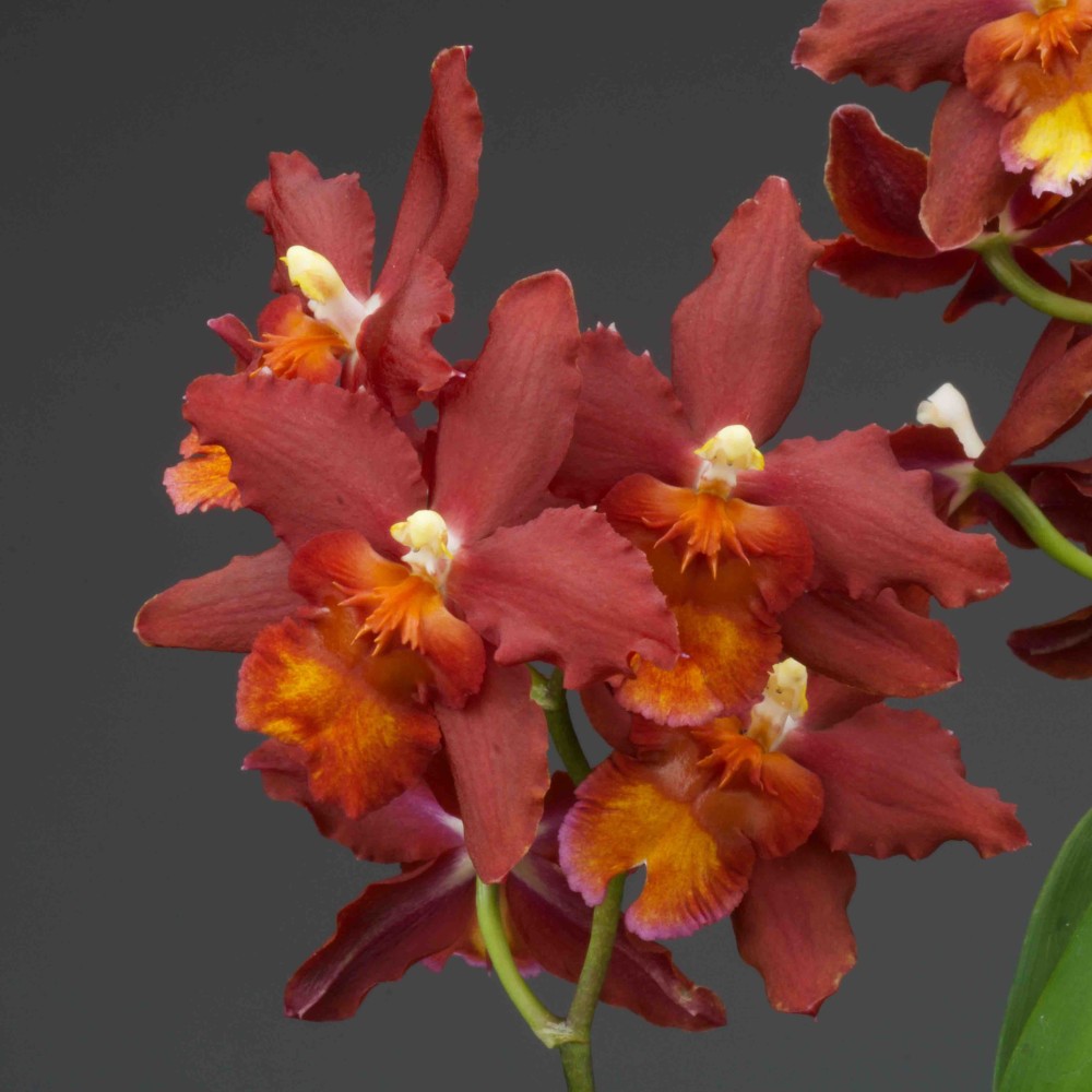 Oncidium Dianne Feinstein 'Red Ruby'