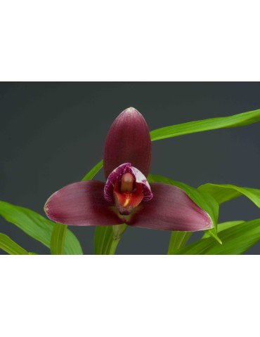 Lycaste Liberty Oriental Spots 2
