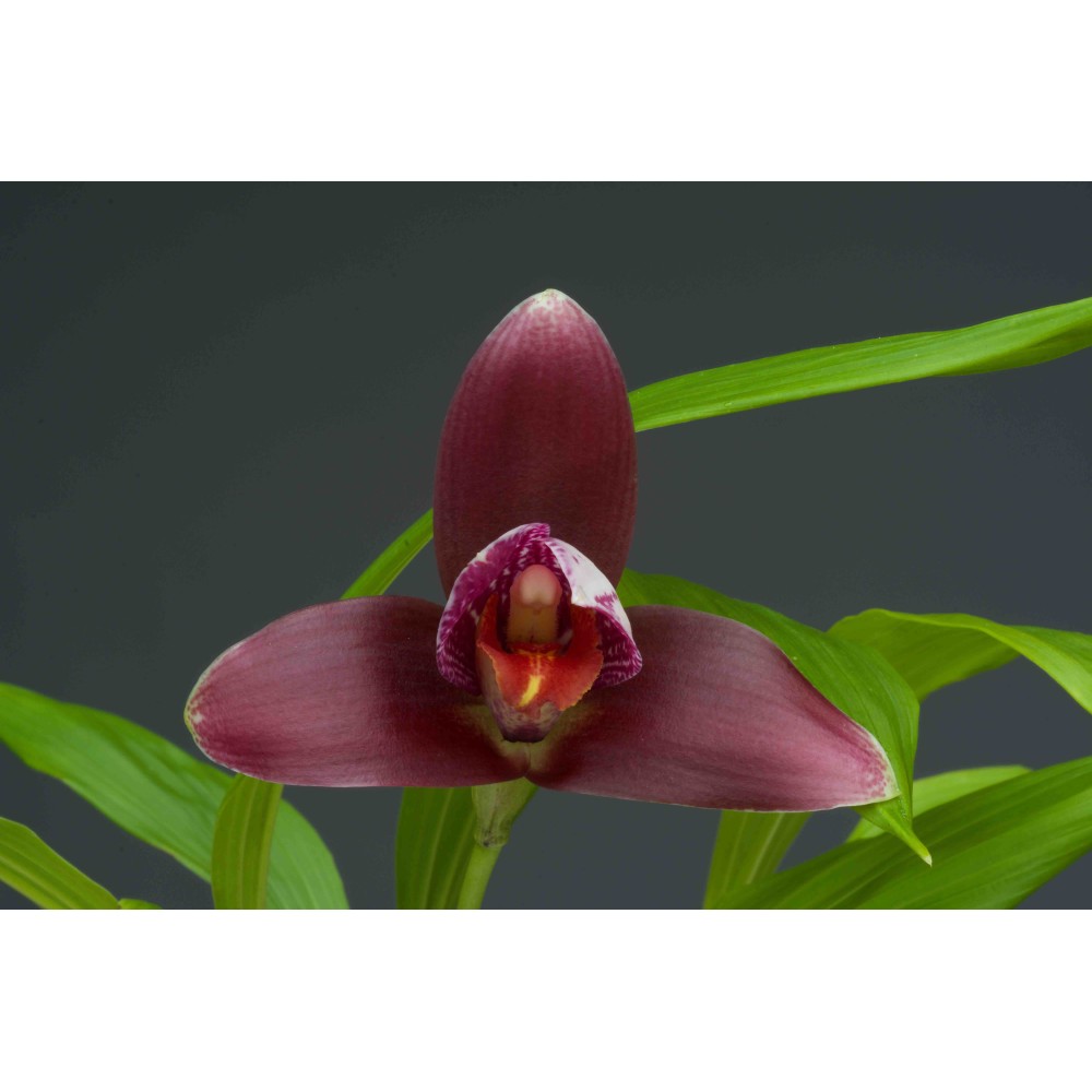 Lycaste Liberty Oriental Spots