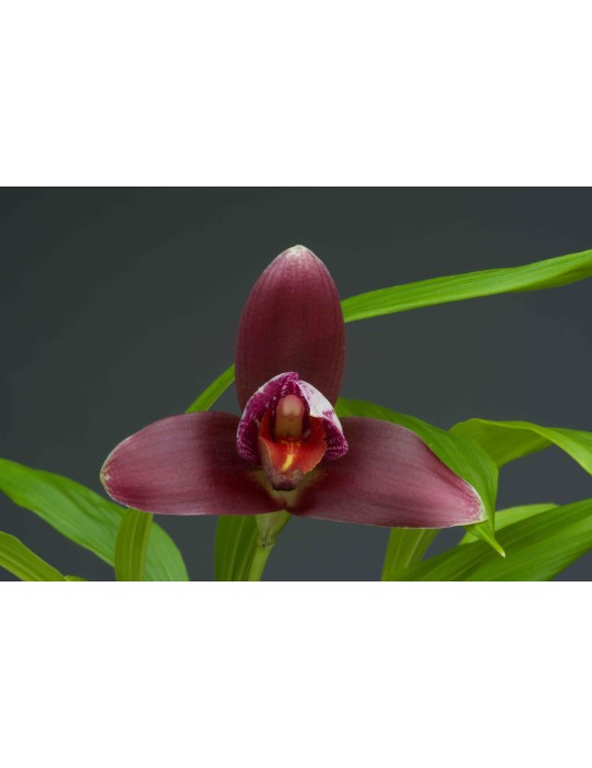 Lycaste Liberty Oriental Spots