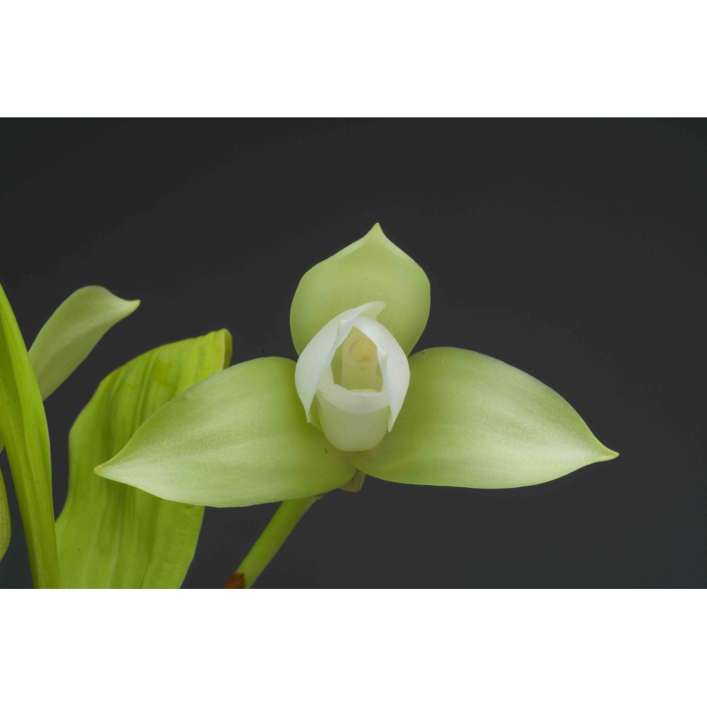 Lycaste Liberty Oriental Spots