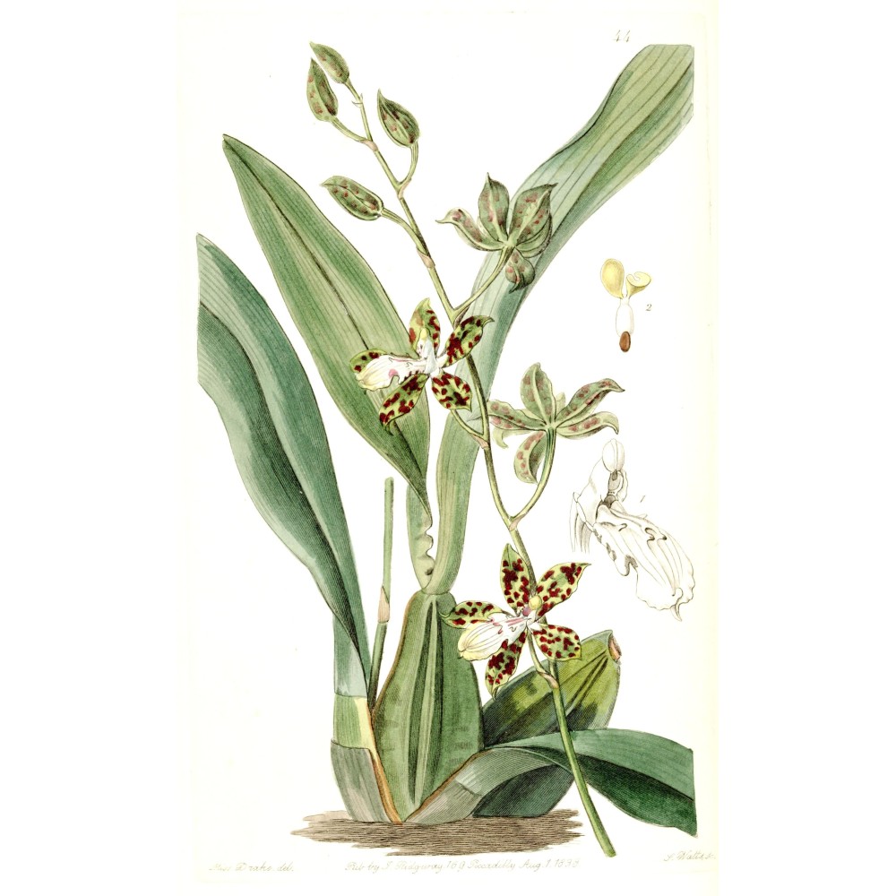 Oncidium maculatum