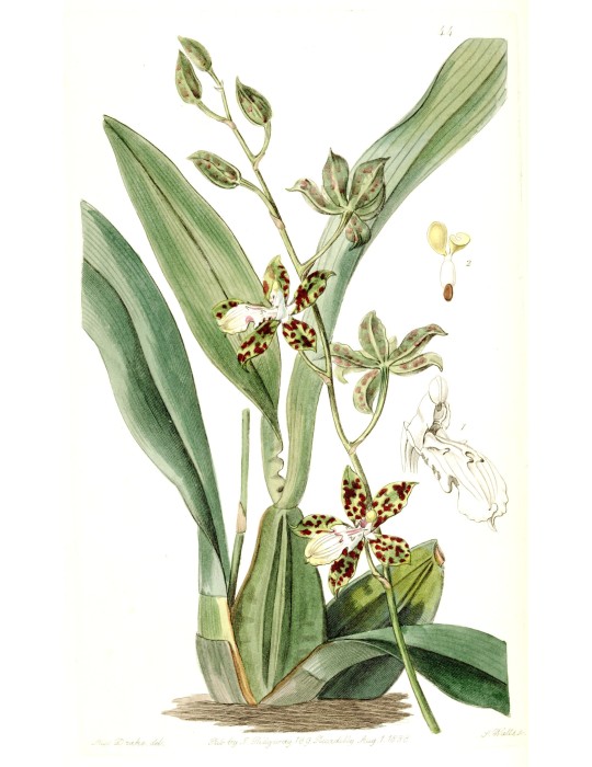 Oncidium maculatum