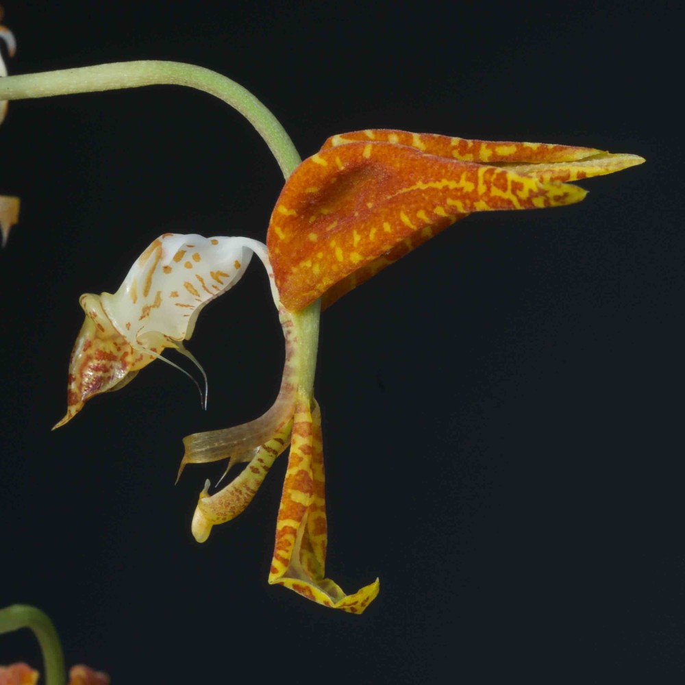 Gongora maculata