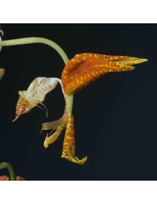 Gongora maculata