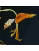 Gongora maculata
