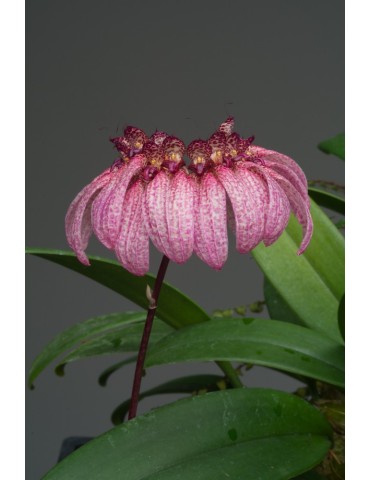 Bulbophyllum eberhardtii 2