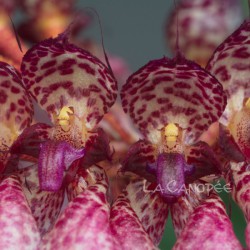 Bulbophyllum eberhardtii sur plaque
