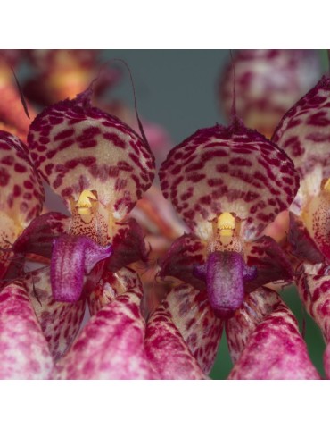 Bulbophyllum eberhardtii sur plaque