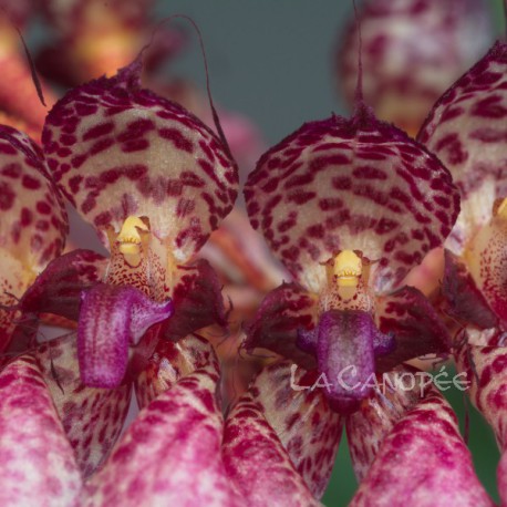 Bulbophyllum eberhardtii