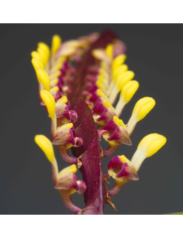 Bulbophyllum falcatum 2