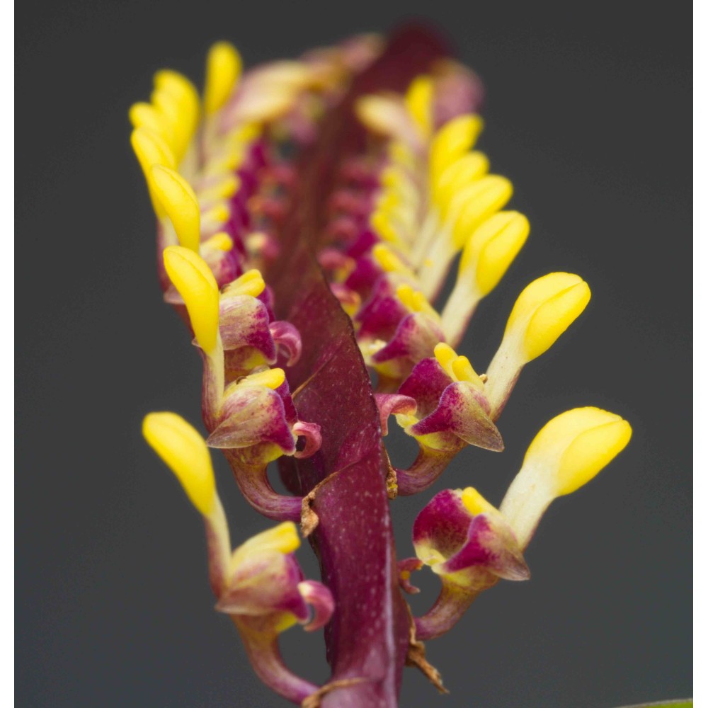 Bulbophyllum falcatum
