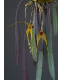 Masdevallia caesia