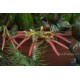 Bulbophyllum helenae