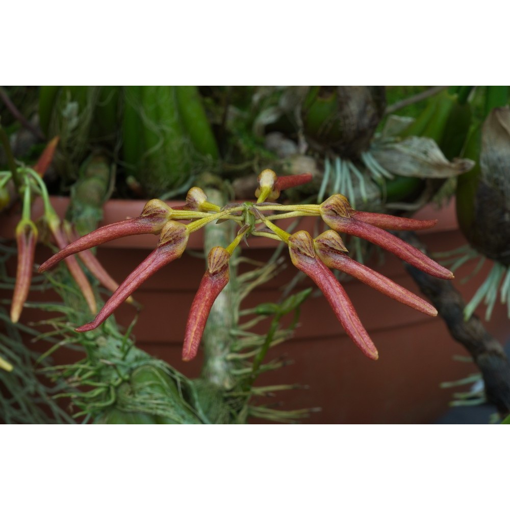 Bulbophyllum helenae