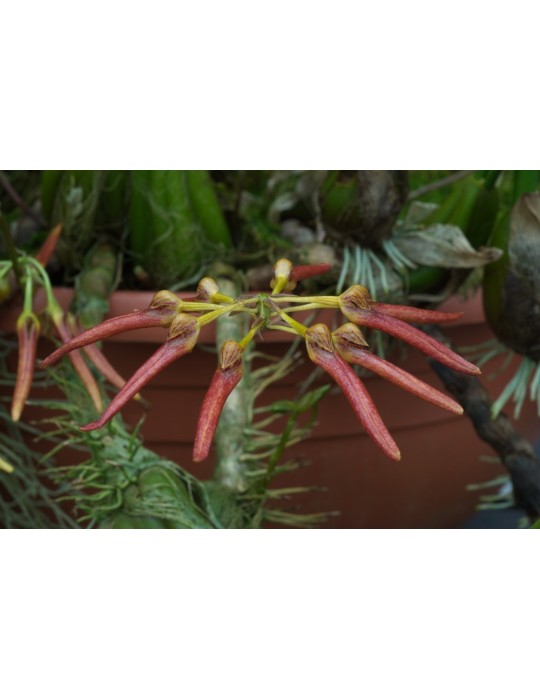 Bulbophyllum helenae