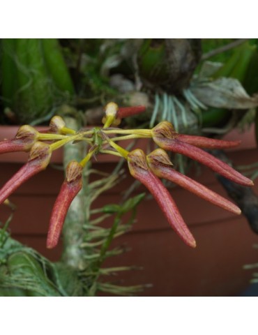 Bulbophyllum helenae sur plaque