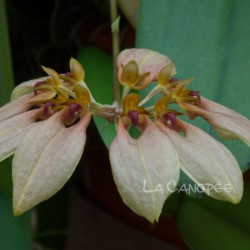 Bulbophyllum weberi sur plaque