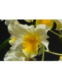 Dendrobium Thy-Griffin