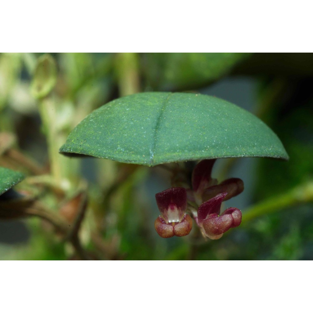 Trichosalpinx sp.