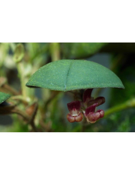 Trichosalpinx sp.