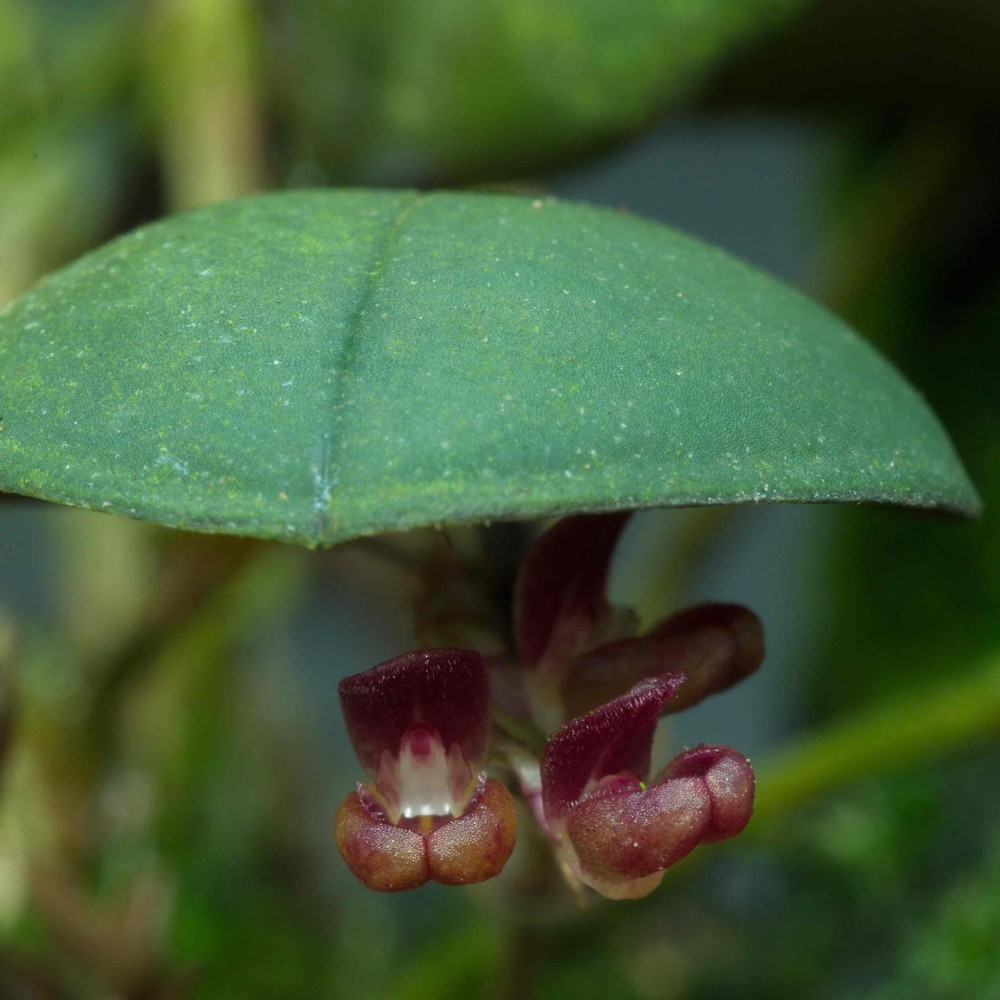 Trichosalpinx sp.