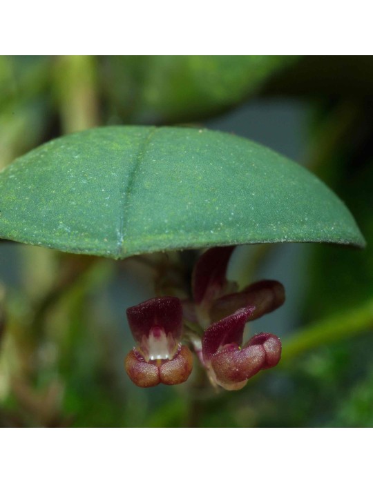 Trichosalpinx sp.